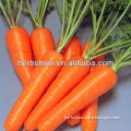 F1 Hybrid Carrot seeds for planting